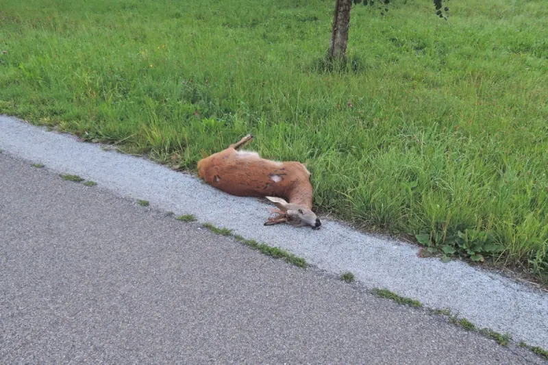 Vorsicht: Tiere auf der Strasse - Richtiges Verhalten