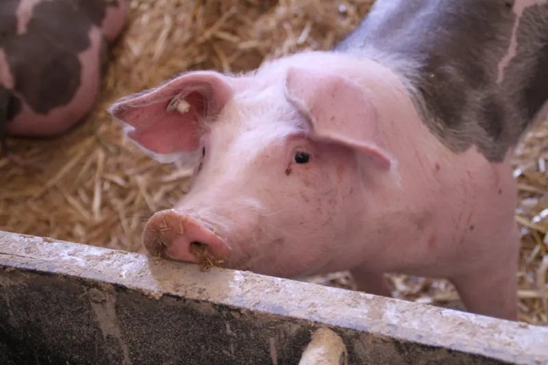 Mureck – Verdacht auf Tierquälerei auf Bauernhof