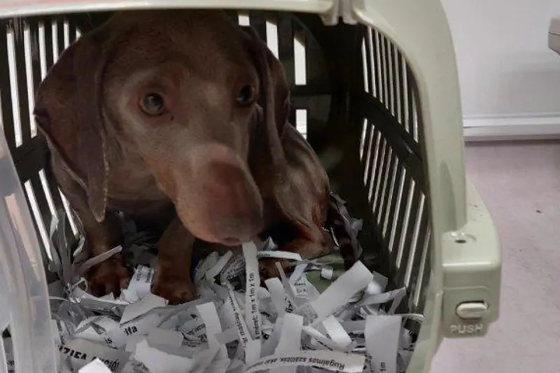 Breitenau – Bundespolizei stoppt Transport mit acht Hunden