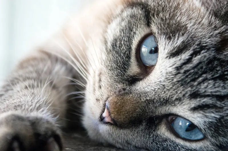 Tierquälerei in Ulrichsberg – Unbekannter schießt auf Katze