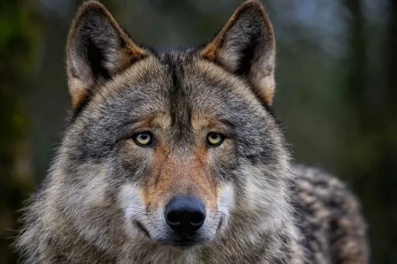 Wassen UR - Wolf darf nach mehreren Rissen abgeschossen werden 
