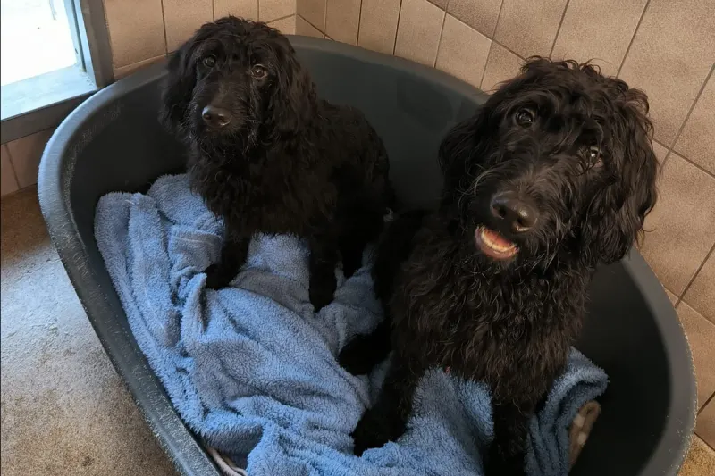Medelby – Zwei tote und fünf verwahrloste Hunde gefunden