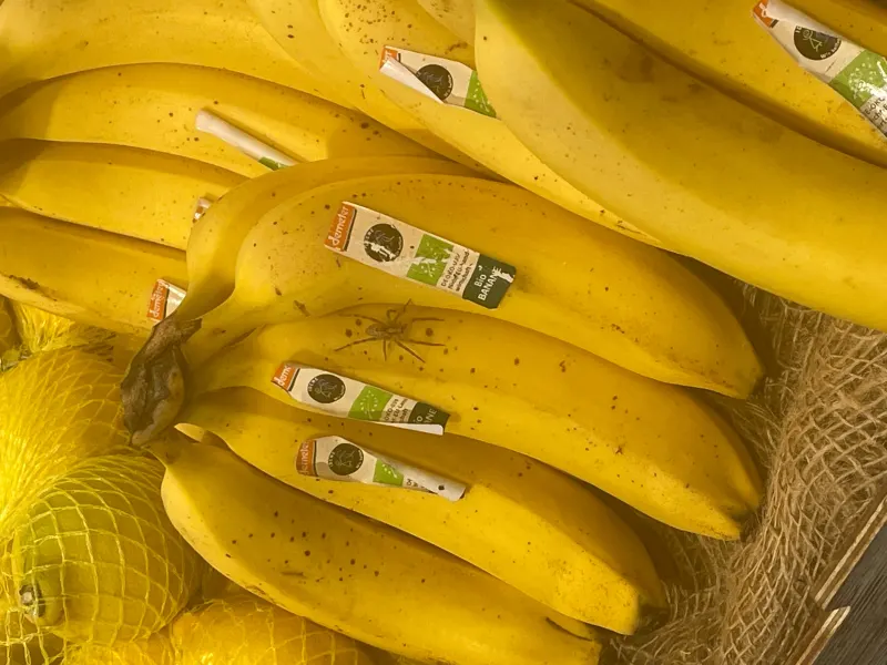 Mannheim-Waldhof – Spinne legt Obstabteilung in Supermarkt lahm