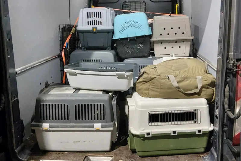 Bärnau – Mutmaßlich illegaler Tiertransport an Grenze entdeckt