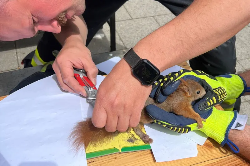 München – Feuerwehr rettet Eichhörnchen aus Klebefalle