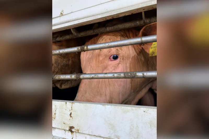 Bezirk Amstetten – Tiertransporter mit erheblichen technischen Mängeln gestoppt