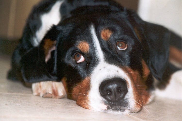 Lärmbelästigung in Kaiserslautern Hund im Garten vergessen