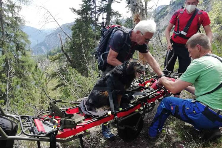 Goisererhütte Hund von Bergrettern mit Gebirgstrage ins Tal gebracht!