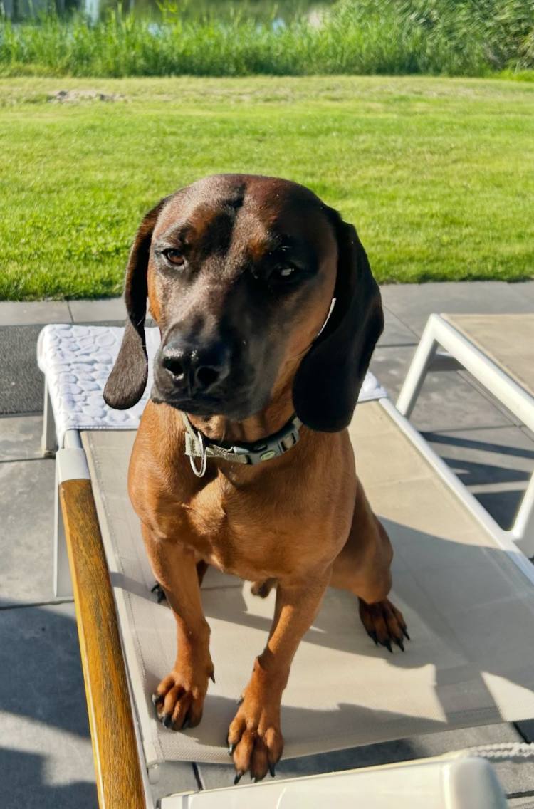 b51-trier-rp-nach-t-dlichem-unfall-hund-wird-vermisst