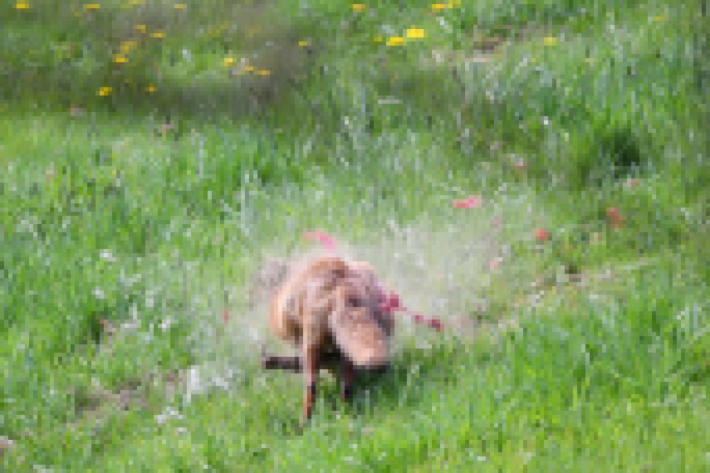 Der junge Fuchs wurde verbotenerweise erschossen!