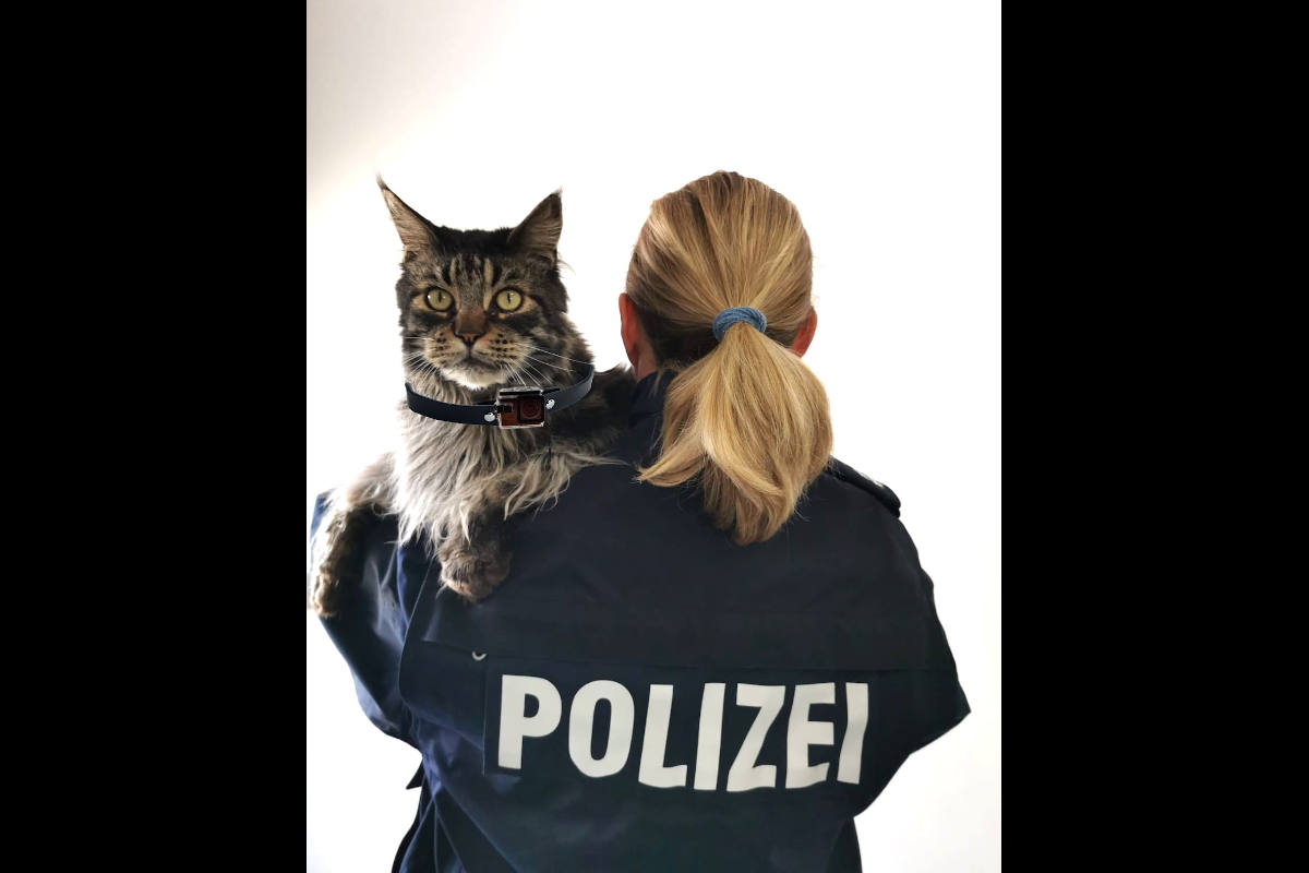 Hagen – Kater Amadeus bei der Polizei Hagen angekommen