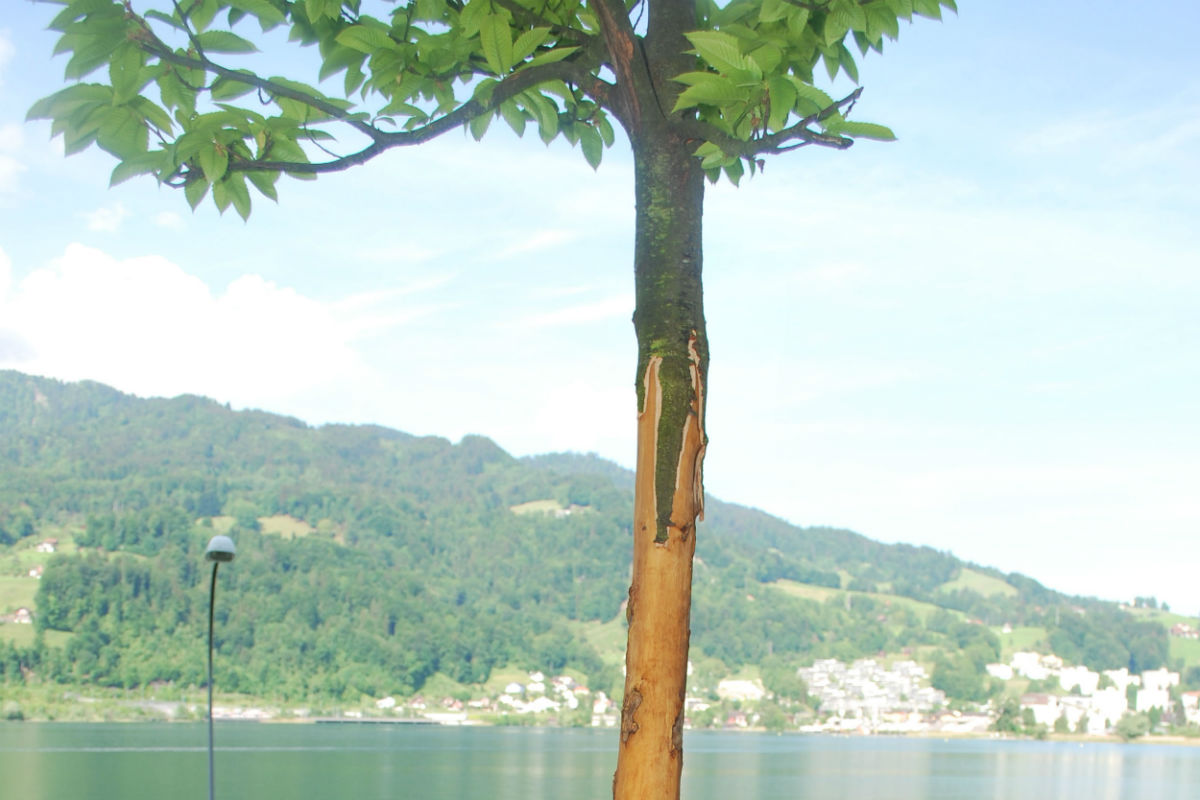 Vandalen in Horw am Werk.