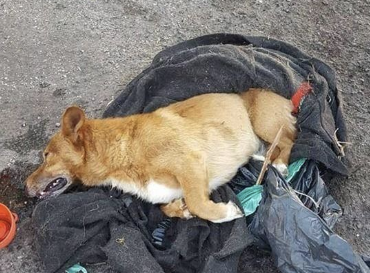 Lucky wurde vom Besitzer getötet.