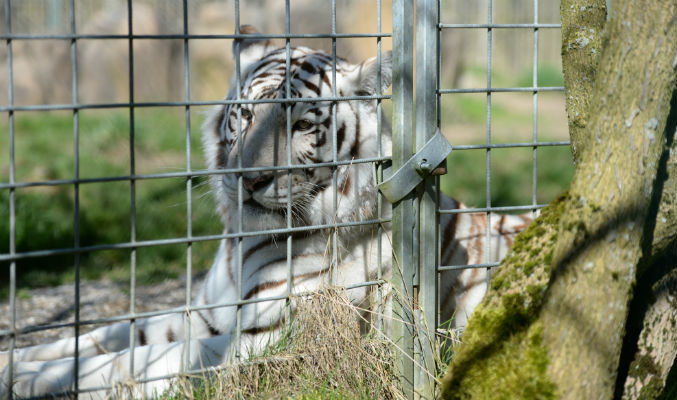 Neues Zuhause Fur Tiere Des Raubtierparks Subingen