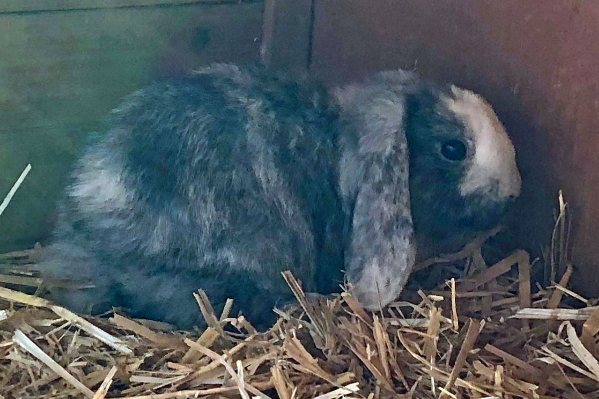 Jegenstorf BE - Zwergkaninchen ausgesetzt - Zeugenaufruf