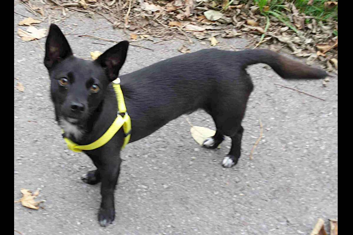 Aarau AG - Frau mit Messer getötet - Zeugenaufruf