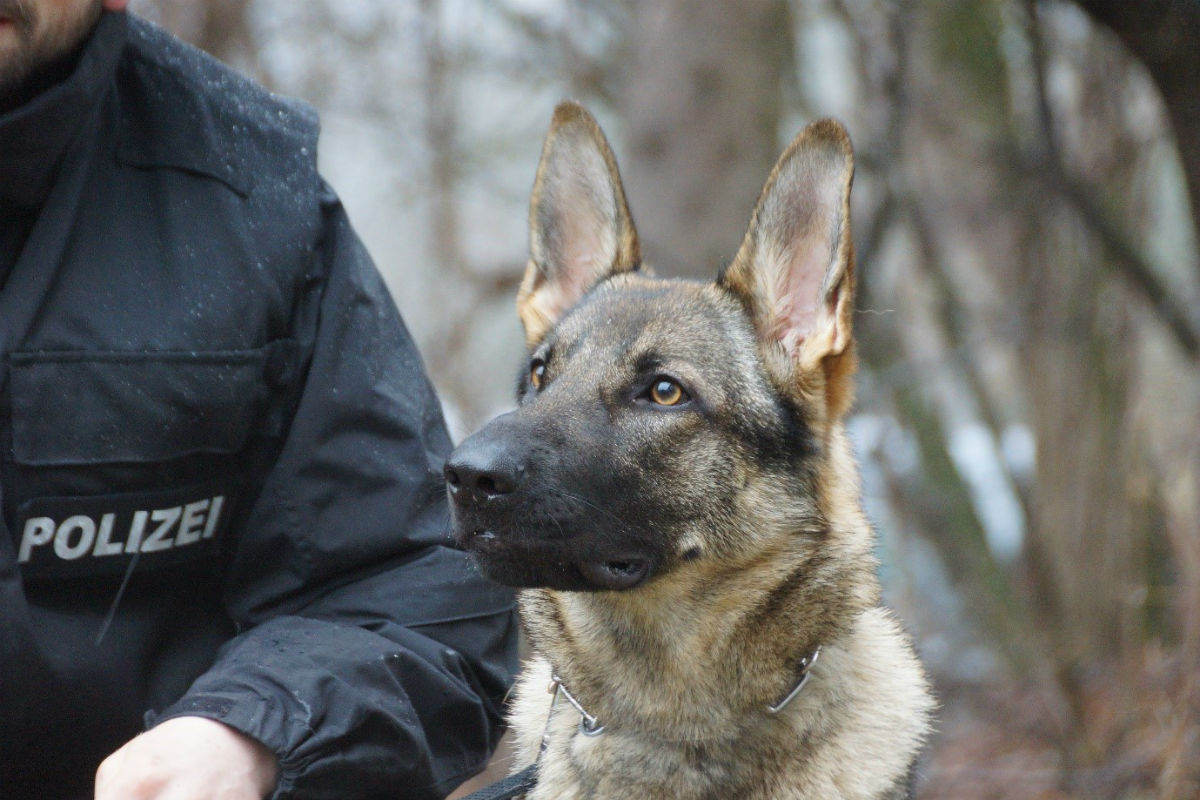 Questi vom Drumlin Wolf ist bald einsatzfähig.