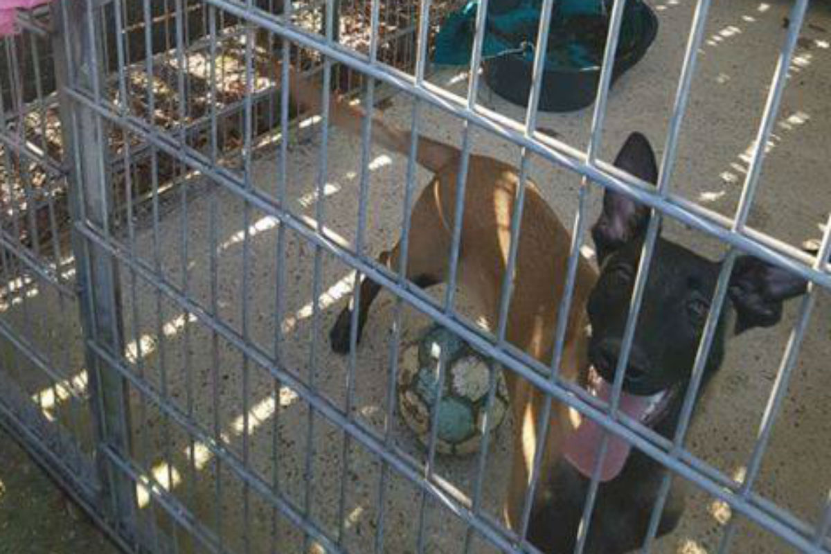 Hund weist sich mit Brief selbst in Tierheim ein