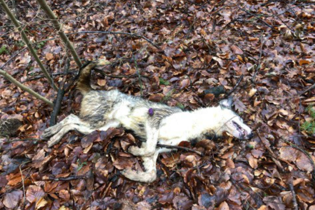 Wem gehörten diese Hunde?