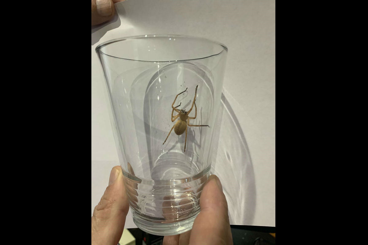 Chur GR - Polizeieinsatz wegen Spinne im Lebensmitteldiscounter