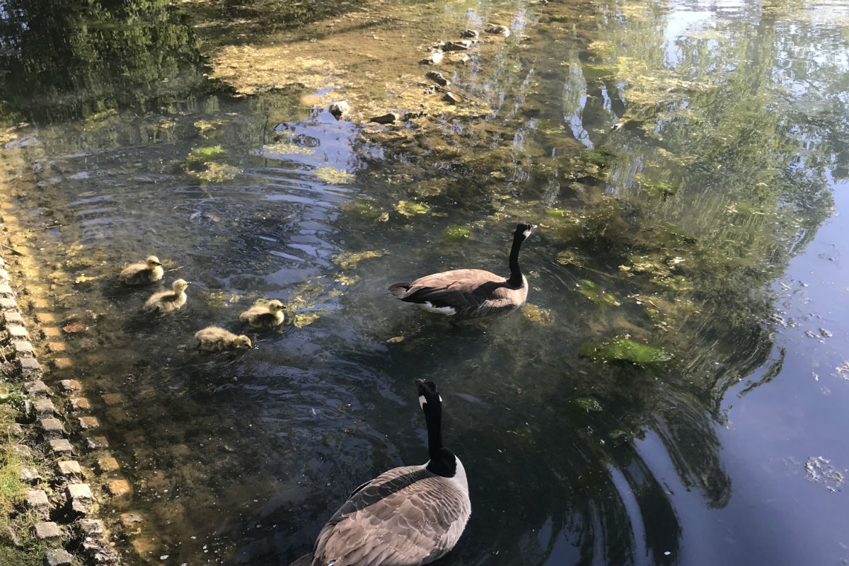Gänsefamilie feiert das Osterfest wieder im heimischen Park
