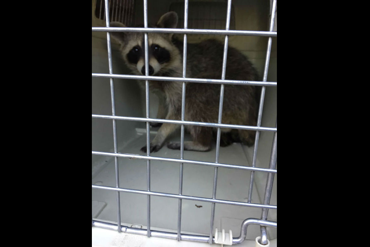 Waschbär erschreckt Raucher im Hinterhof