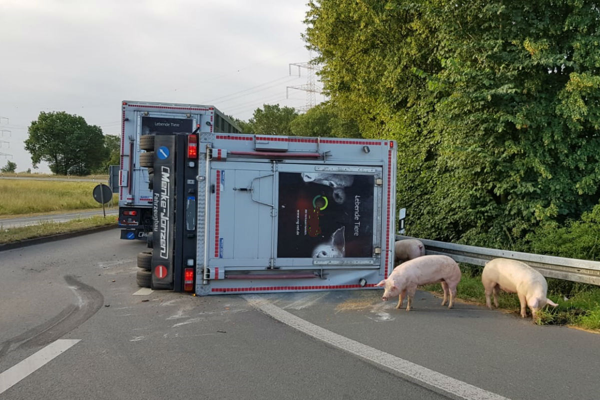 Die Schweine konnten kurzzeitig in die Freiheit.