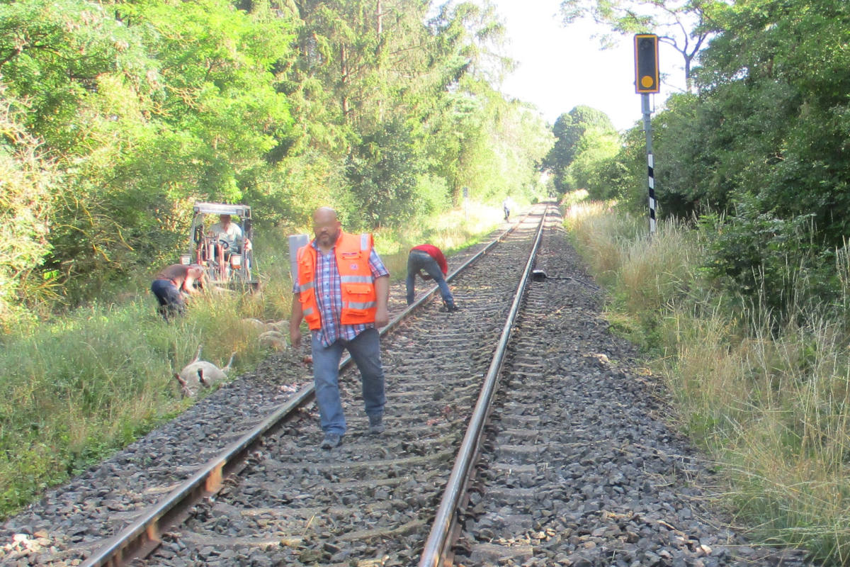 Zug erfasst Schafherde - 21 Tiere getötet