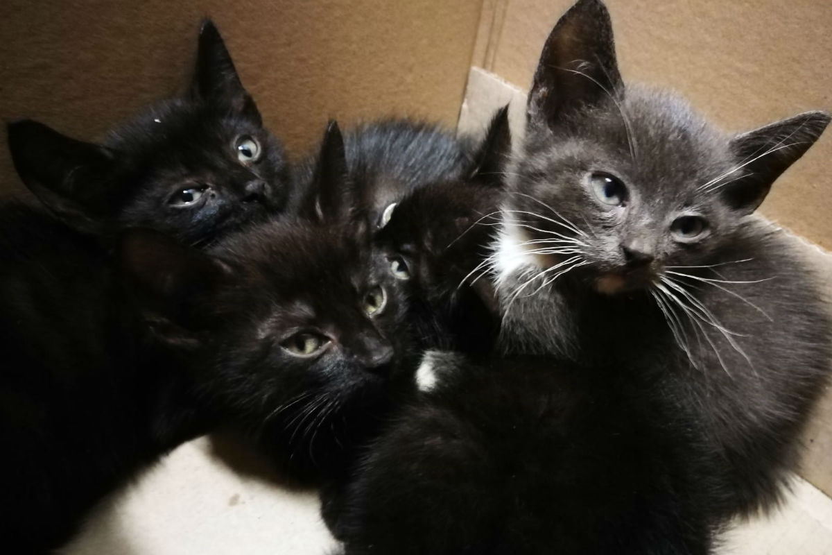 Venzkow - Autofahrerin entdeckt ausgesetzte junge Katzen