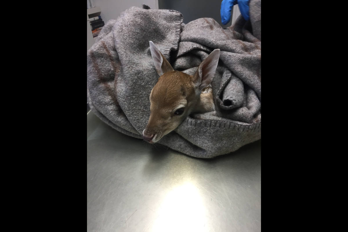 Bad Salzuflen - Feuerwehr rettet Damwildkalb aus Zaun