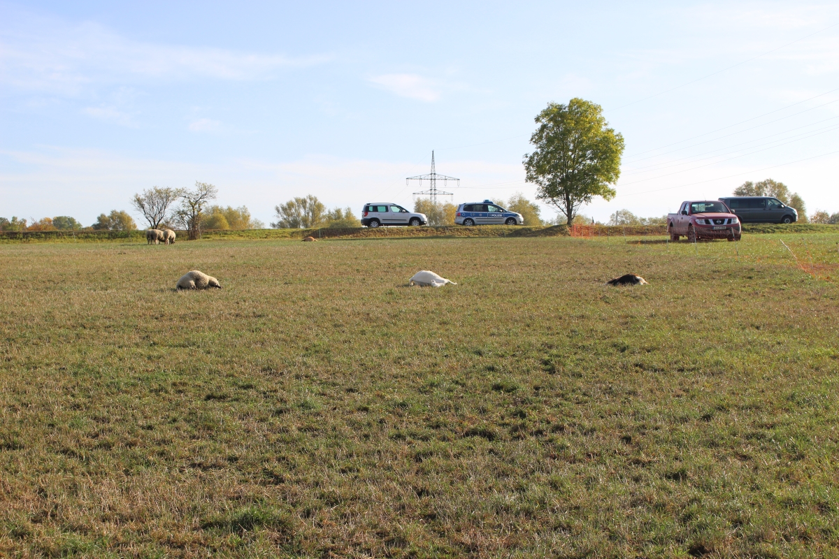 Die Tiere wurden einfach getötet.