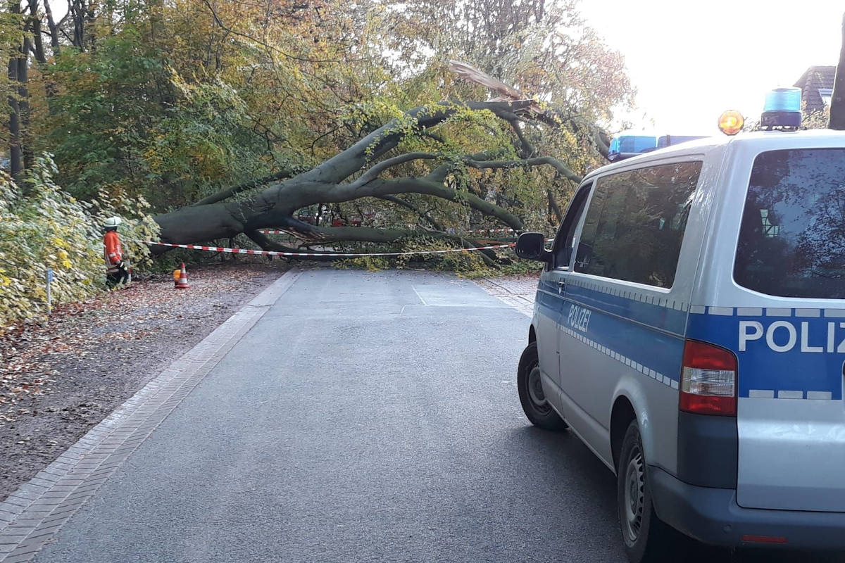 Baum über der Straße