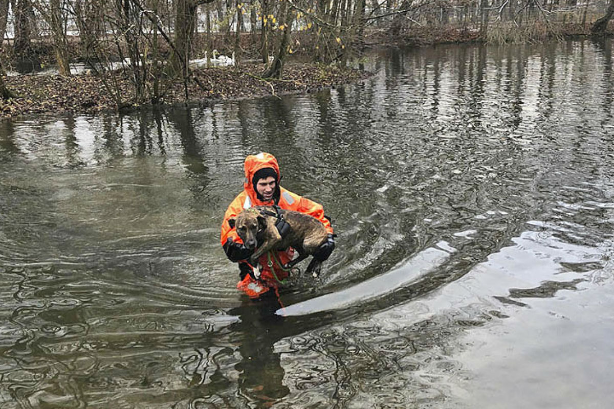 München - Junge Hündin von Insel gerettet