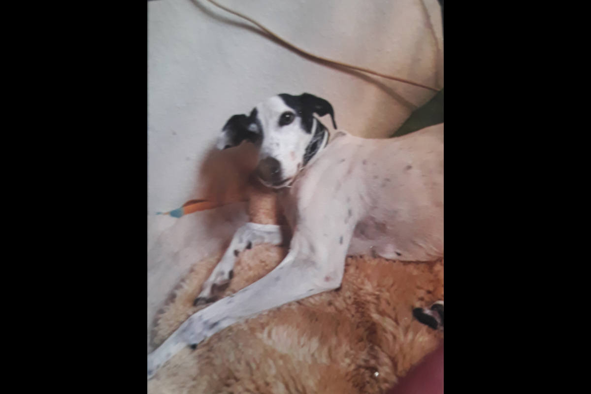 Einbeck – (Update) 80-Jähriger und sein Hund wurden gefunden