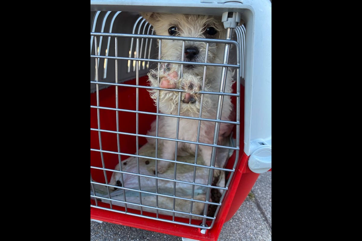 Hundewelpen in Käfig