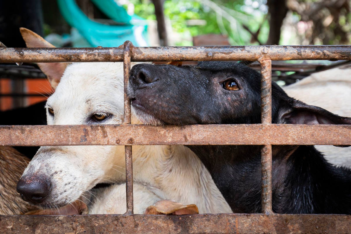 In einem Käfig gefangene Hunde.