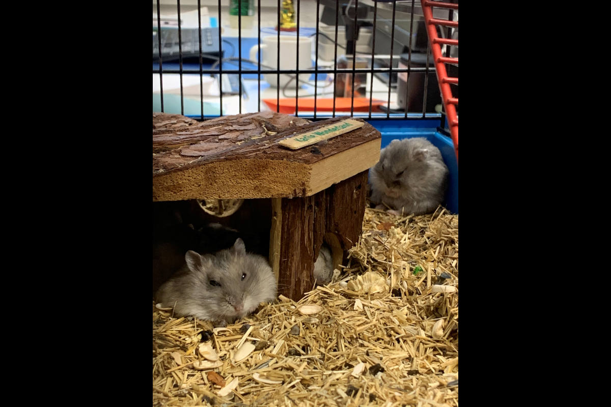 gefundene Zwergenhamster in Zürich