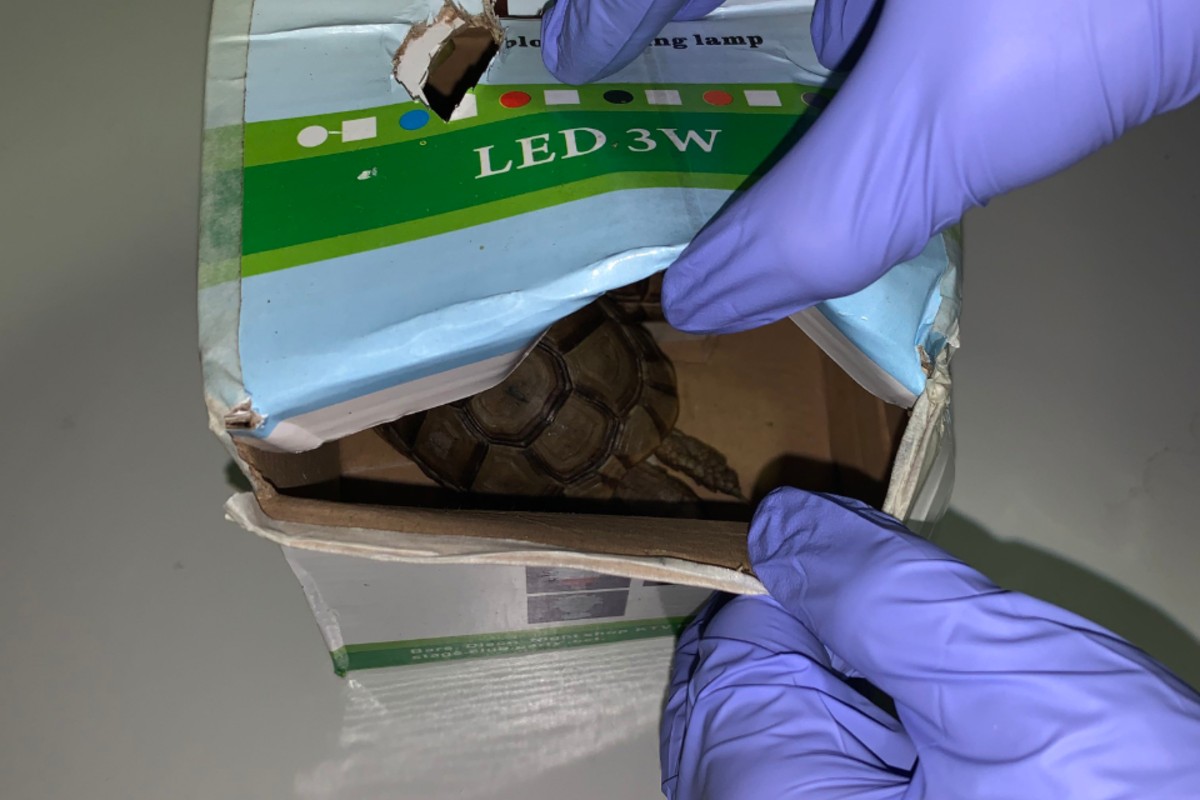 In Basel wurden zwei geschützte Schildkröten gefunden.