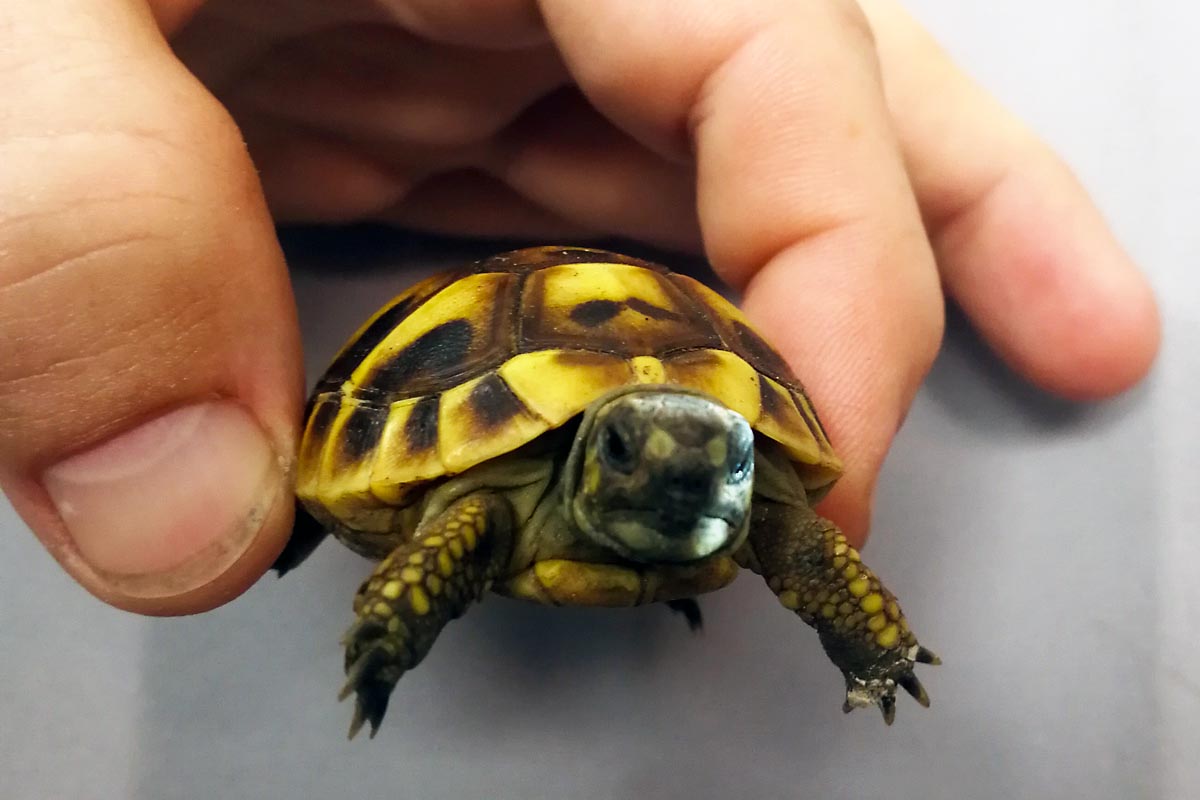der nur 5 cm großen Schildkröte um eine griechische Landschildkröte handelt, die nach dem Washingtoner Artenschutzübereinkommen und dem Bundesnaturschutzgesetz geschützt ist