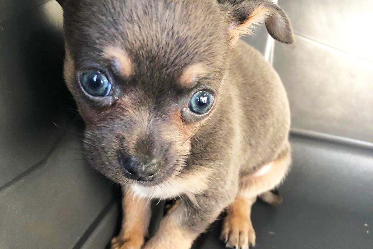 Bei der Kontrolle entdeckten die Beamten einen Hund (Chihuahua), für den Fahrer, ein 30-jähriger Rumäne, nicht die richtigen Papiere vorlegte