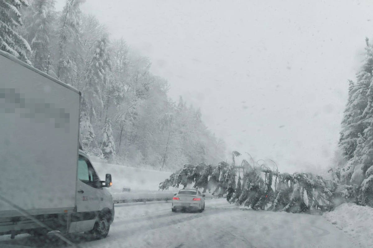 Baum auf der A3 bei Zürich auf die Fahrbahn gestürzt
