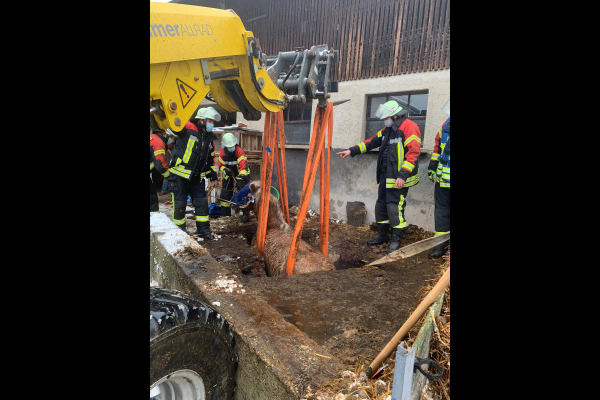 Feuerwehr rettet Pferd aus Güllegrube in Weil der Stadt