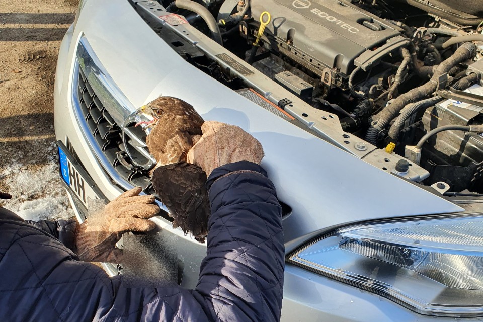 Lübeck – Mäusebussard flog ins Auto und steckte fest