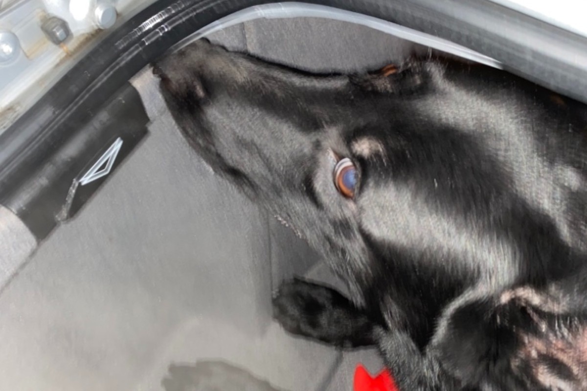 Drogenspürhund *Bella" hat den Schmuggel in Kiel aufgedeckt