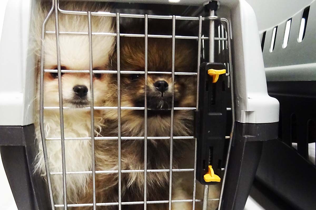 Laut den mitgeführten Heimtierausweisen kamen die sechs Zwergspitze und ein Toy Pudel ursprünglich aus Weißrussland