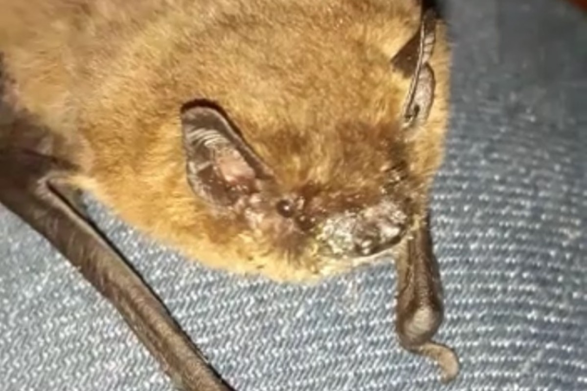 Diese Fledermaus war der Auslöser für einen Polizeieinsatz in Hannover.