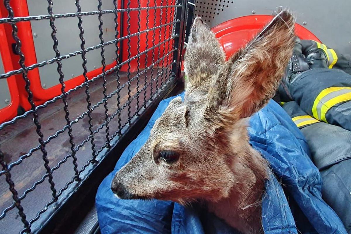 Das Reh wurde in Decken eingehüllt