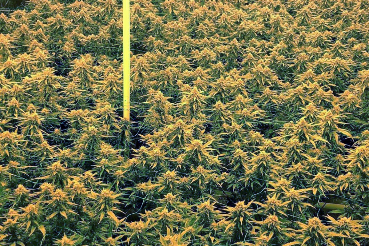 In Kirchlindach BE wurden Hanf-Indooranlagen ausgehoben.