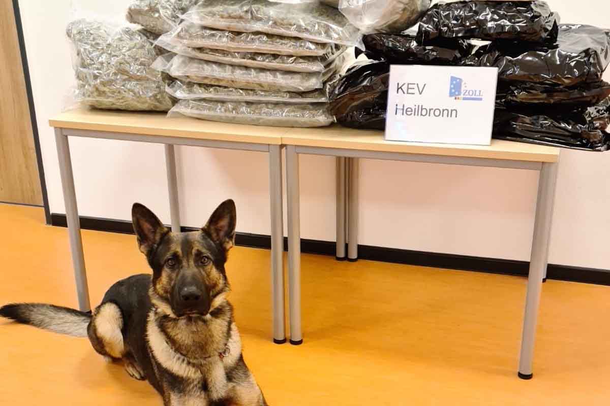 Der bei den Kontrollen auch im Einsatz befindliche Rauschgiftspürhund Luc signalisierte durch eindeutiges Anzeigeverhalten, dass mit den Gepäckstücken etwas nicht stimmen konnte