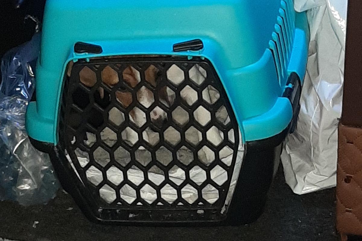 Hundeschmuggel in Augsburg